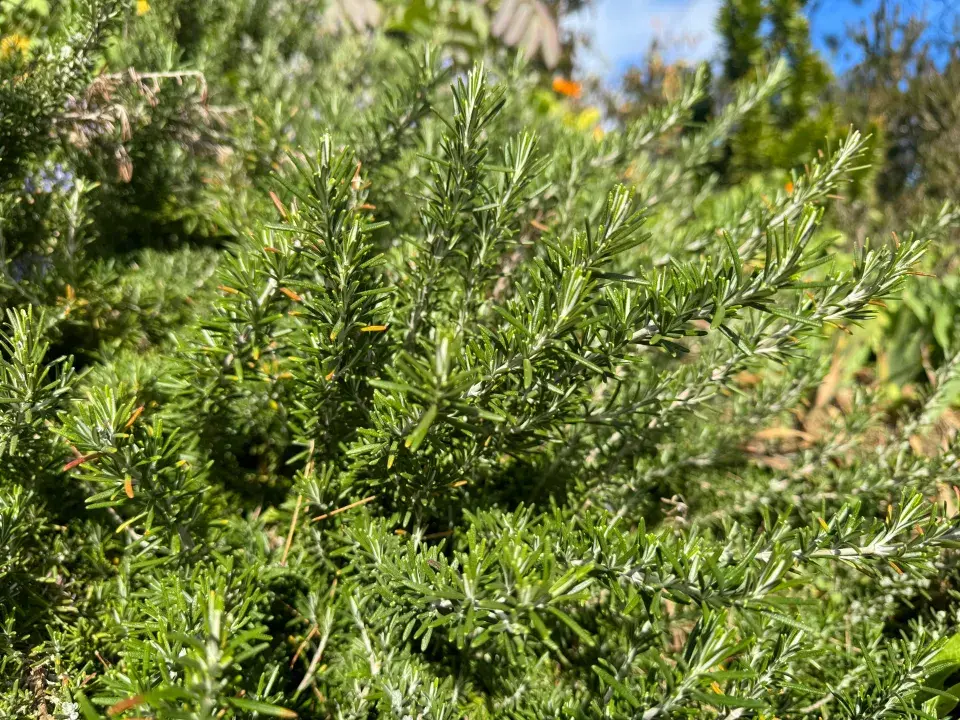 převislý rozmarýn