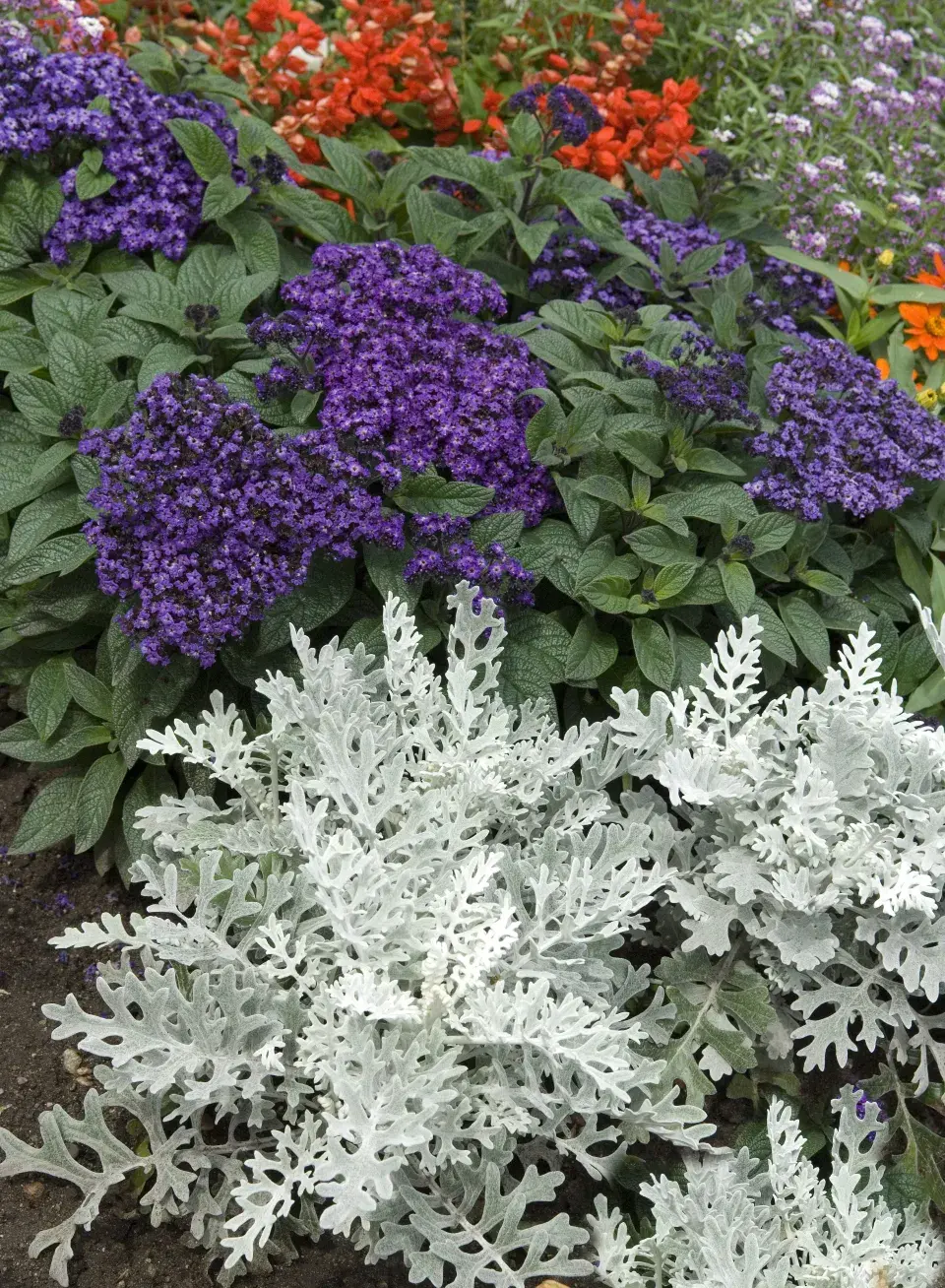 otočník v kombinaci s jinými rostlinami