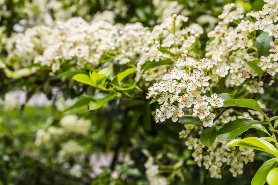 hlohyně šarlatová