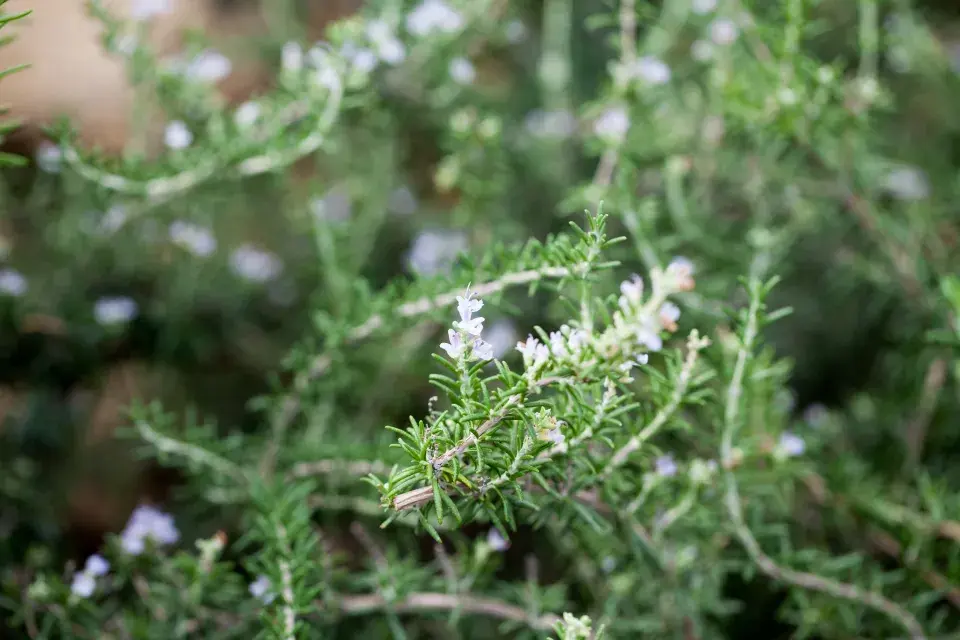 převislý rozmarýn