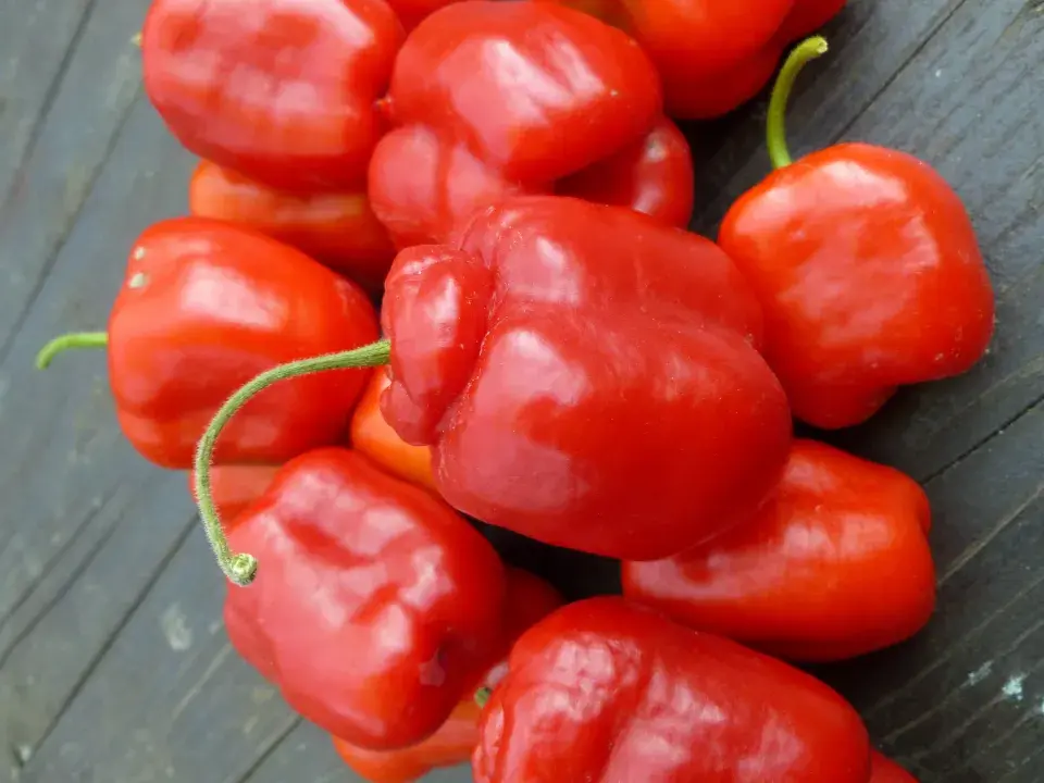 Rocoto Red