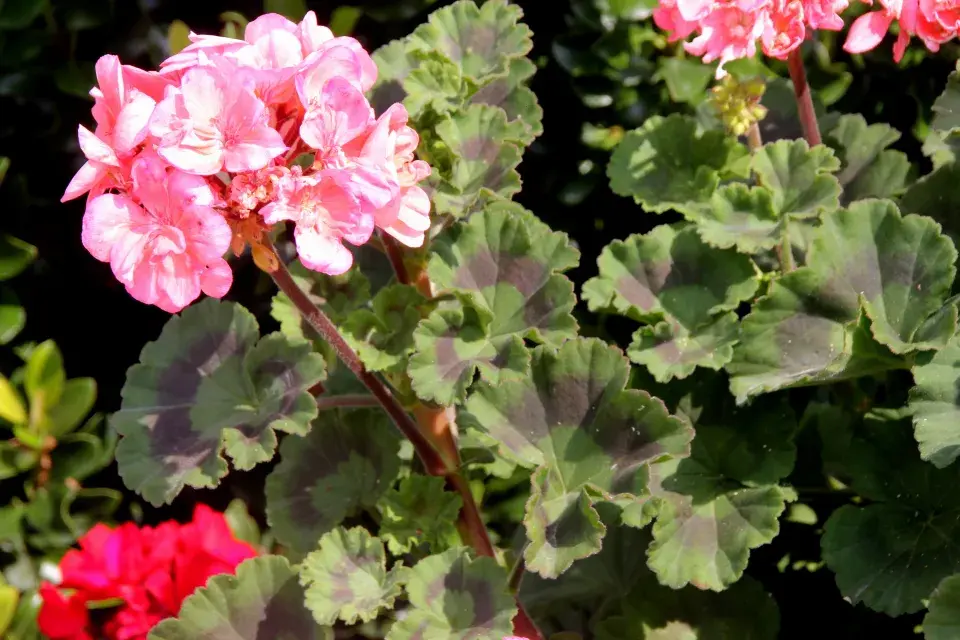 pelargonie páskatá