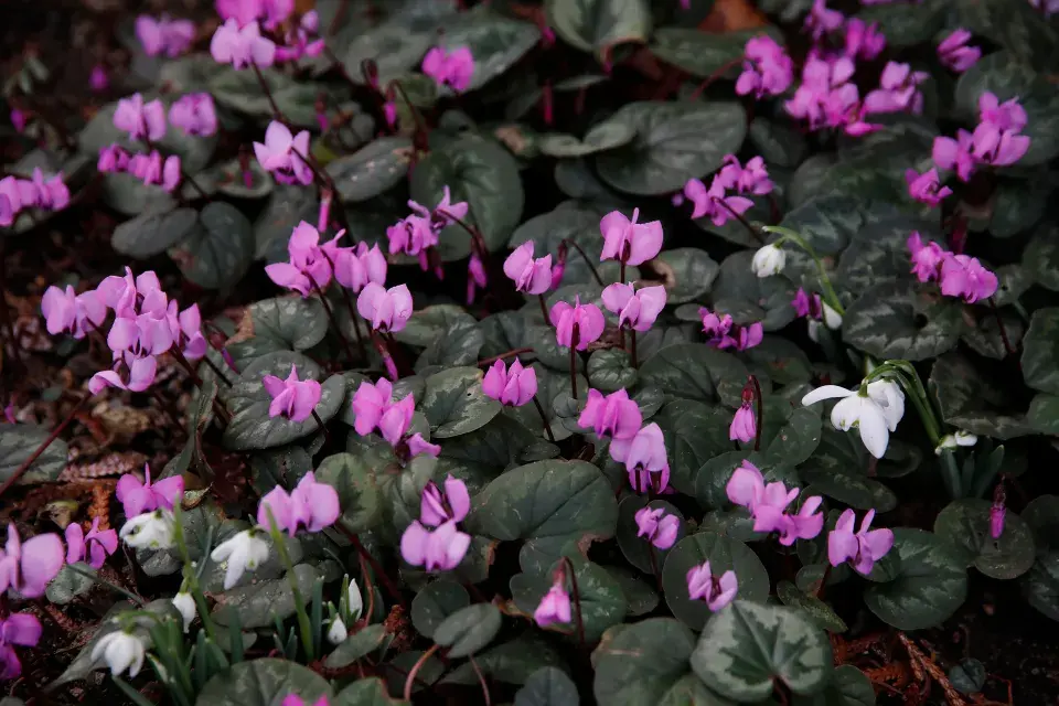 zahradní brambořík