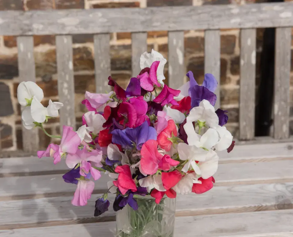 hrachor se hodí k řezu do vázy