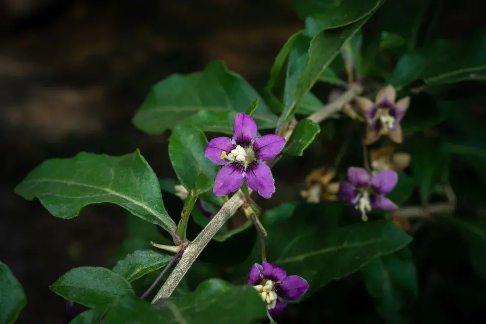 květy kustovnice čínské