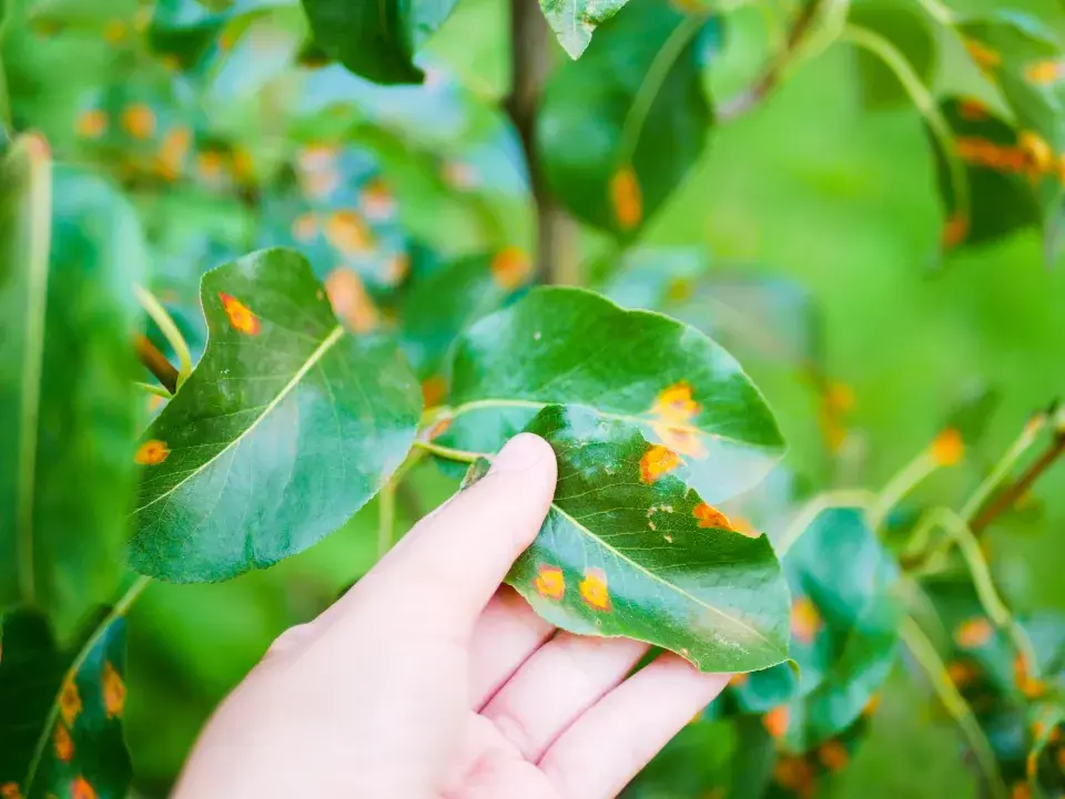 rez hrušňová na listech