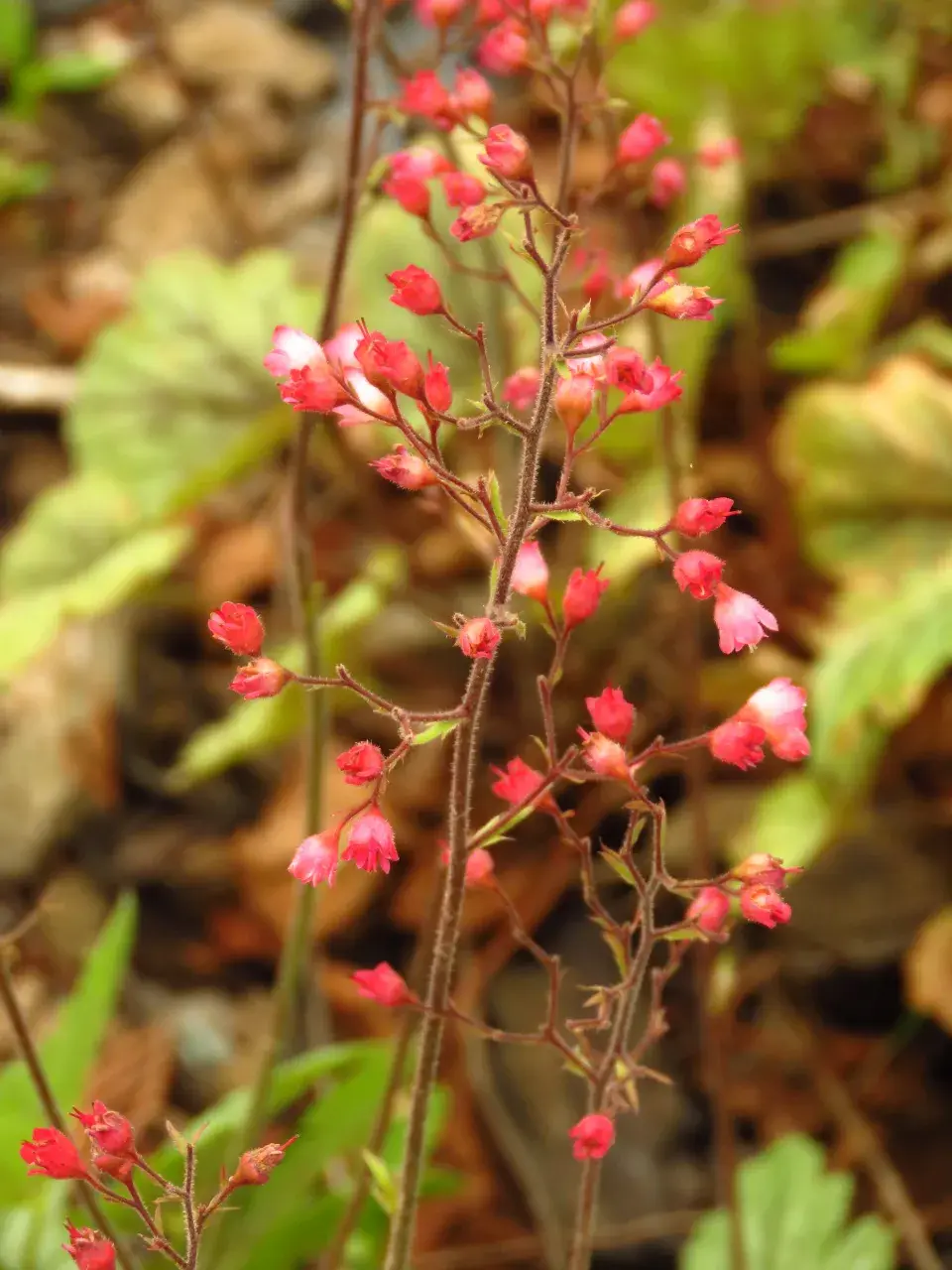 Květenství dlužich je ve vzdušných latách