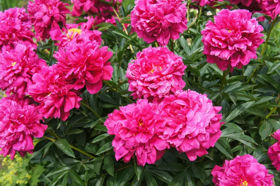 pivoňka velkokvětá