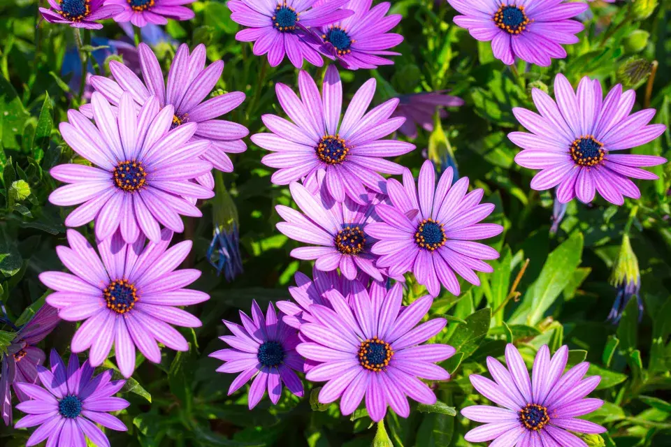 osteospermum