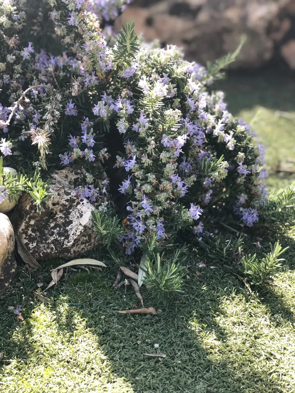 Rozmarýn převislý