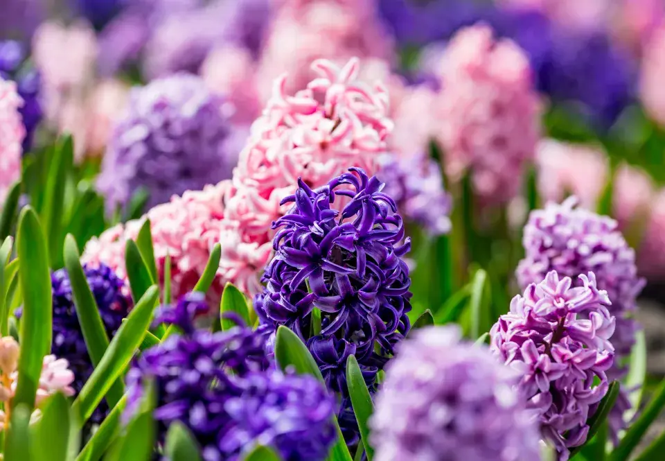 hyacinty