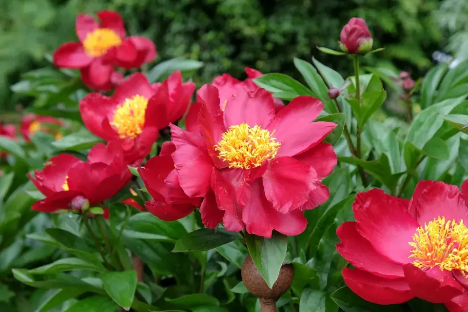 pivoňka velkokvětá