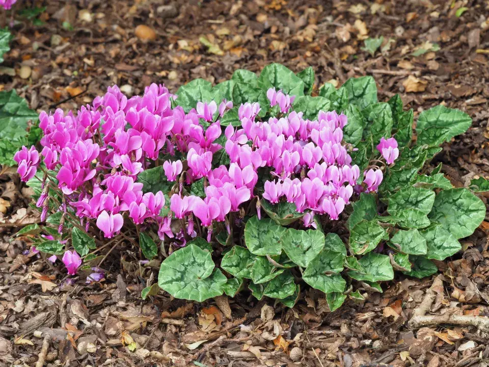 Zahradní bramboříky