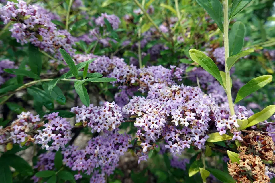 komule střídavolistá