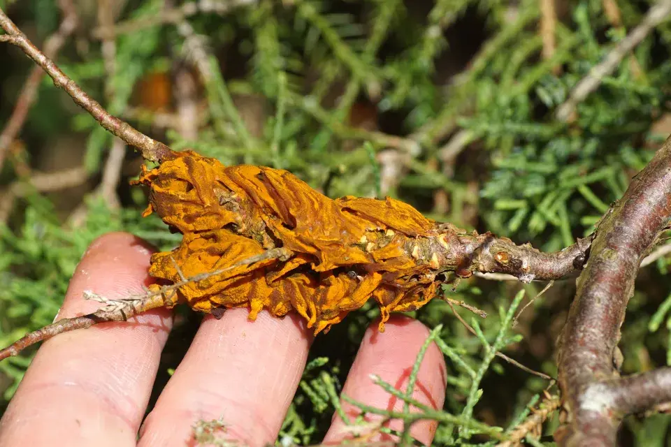 přezimující rez hrušňová na jalovci
