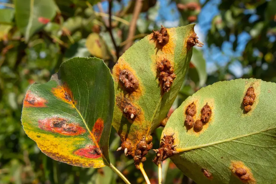 rez hrušňová na rubu listu
