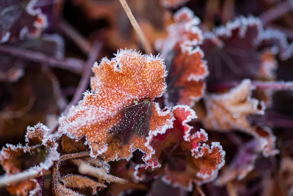 dlužichy jsou dekorativní i v zimě