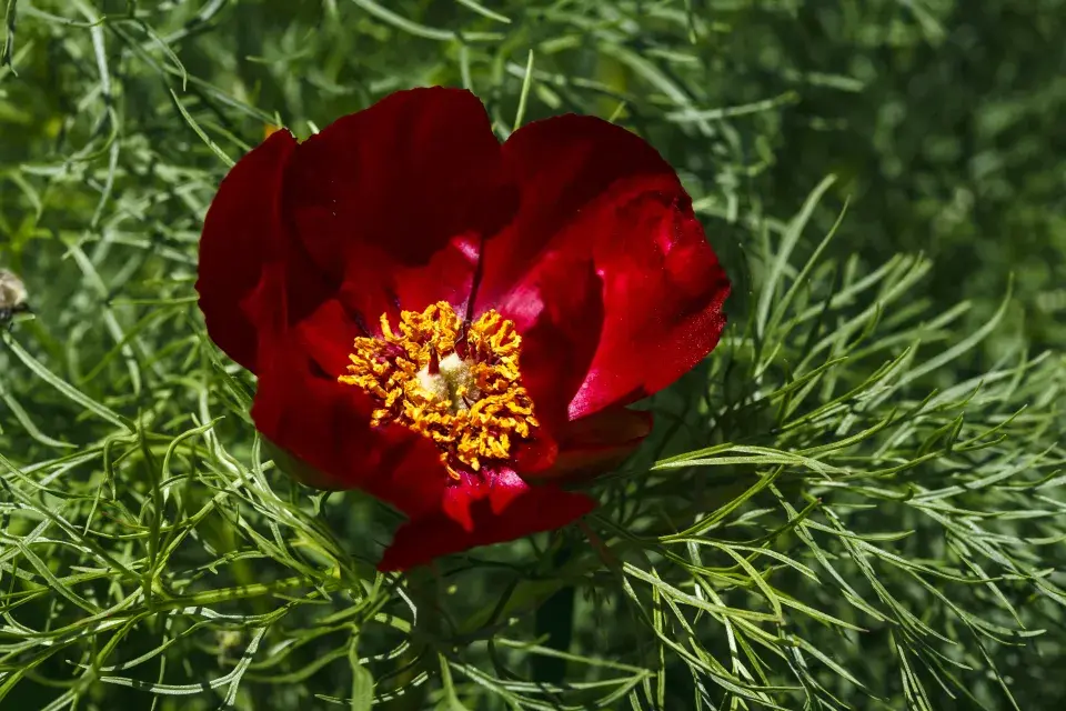 pivoňka úzkolistá