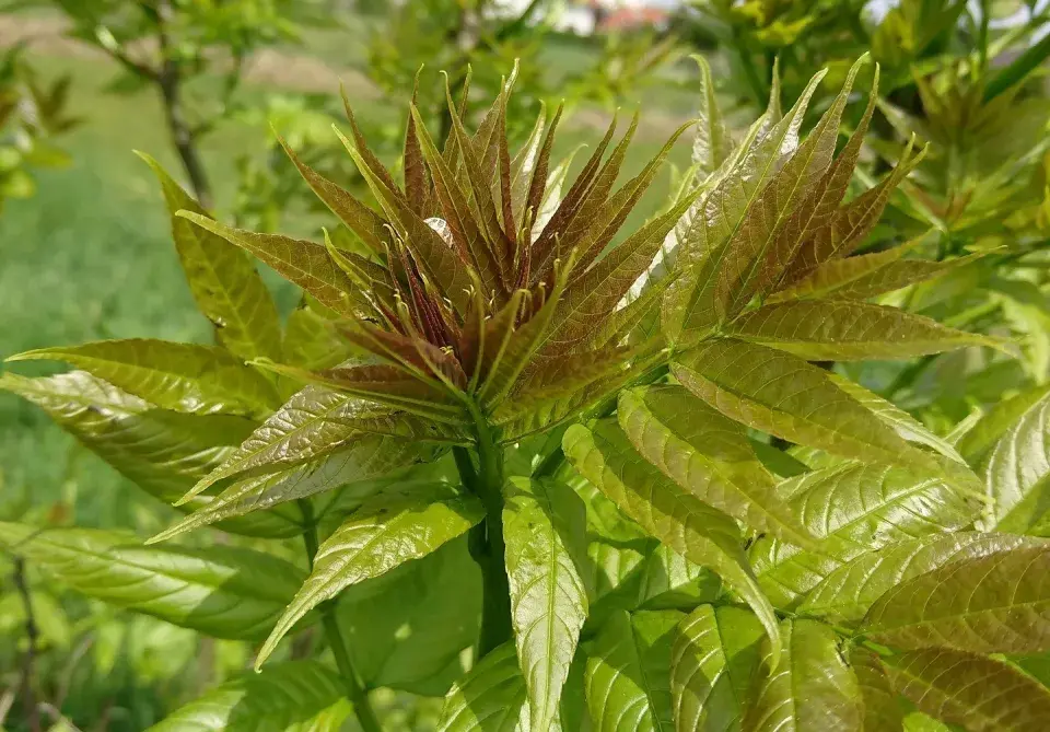 Pajasan žláznatý (Ailanthus altissima)