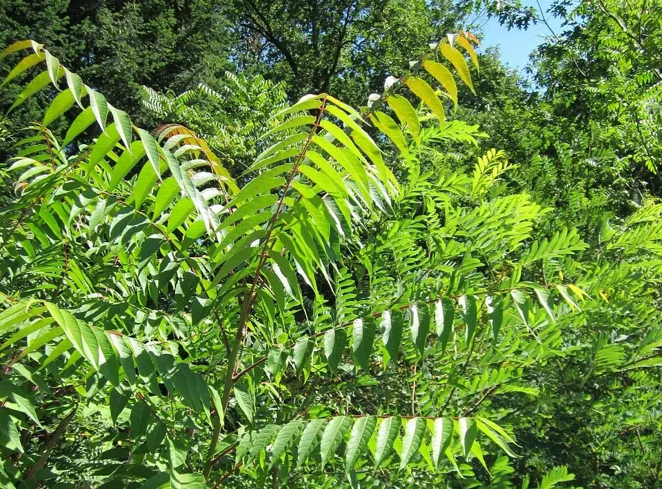 Pajasan žláznatý (Ailanthus altissima)