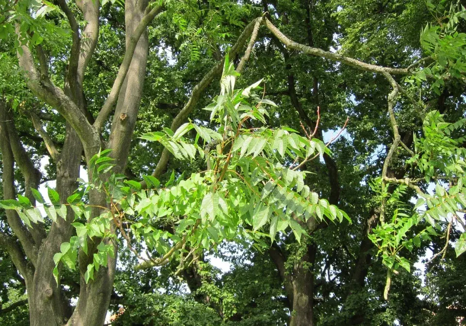 Pajasan žláznatý (Ailanthus altissima)