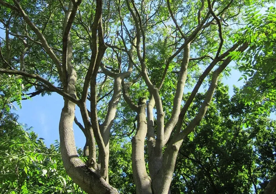 Pajasan žláznatý (Ailanthus altissima)