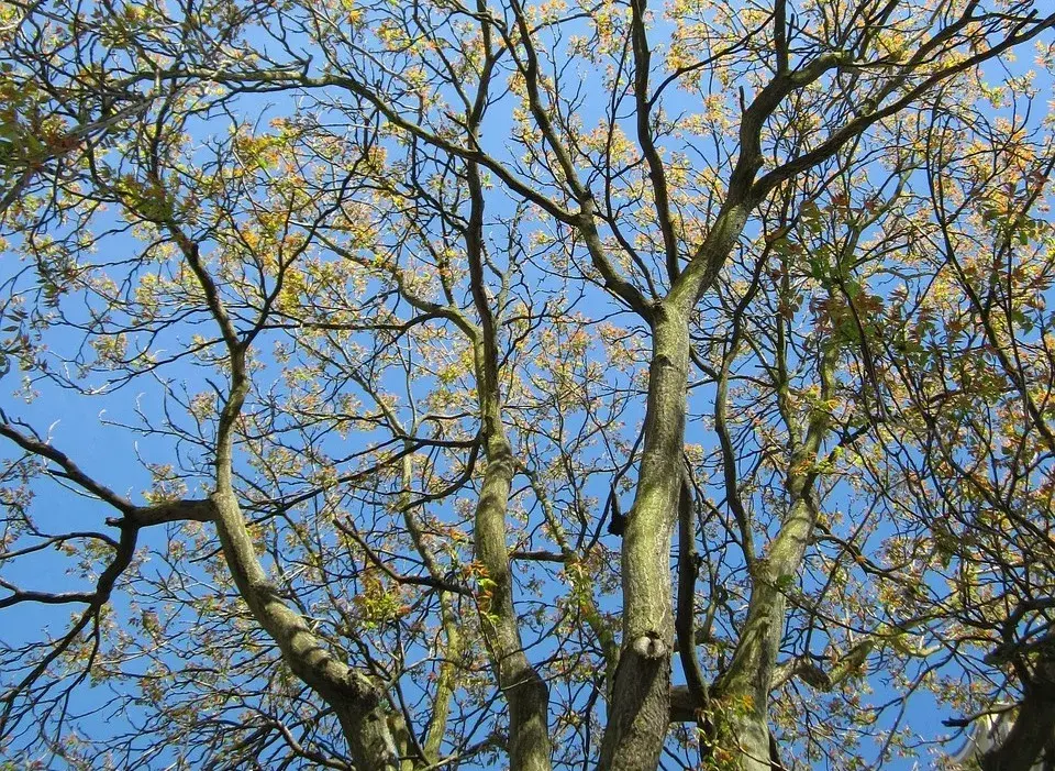 Pajasan žláznatý (Ailanthus altissima)