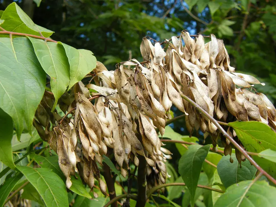 Pajasan žláznatý (Ailanthus altissima)
