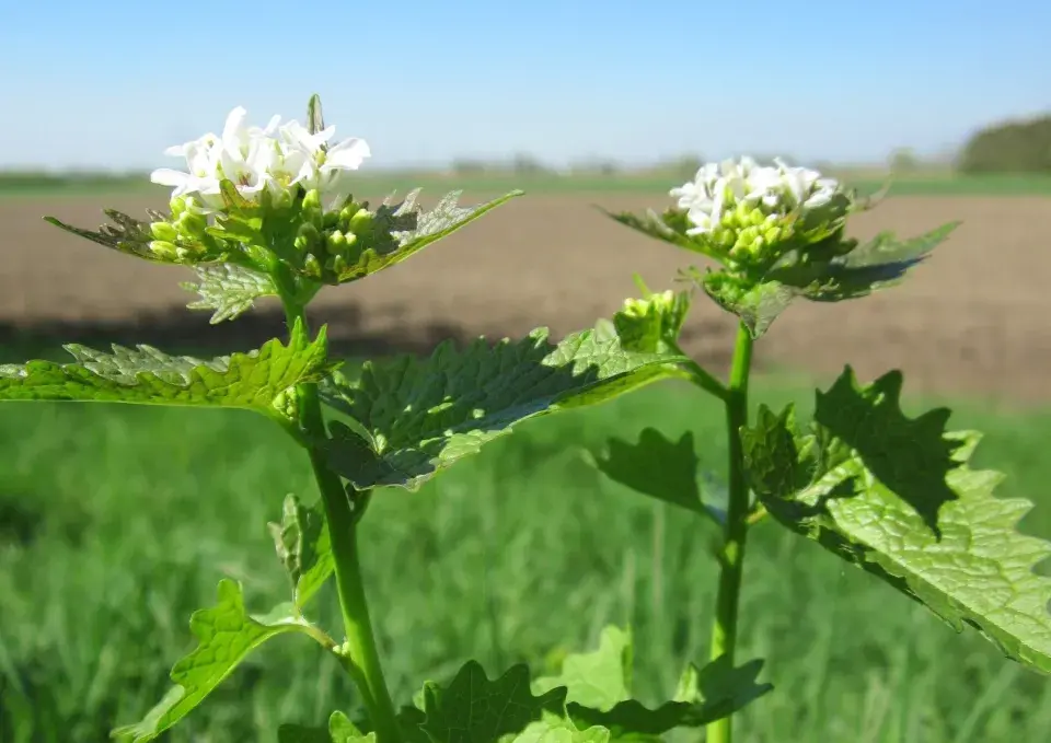 Česnáček najdete i na okraji pole
