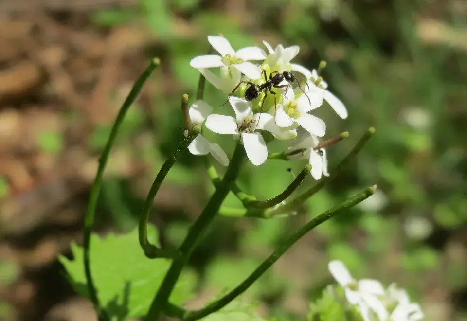 Květenství česnáčku