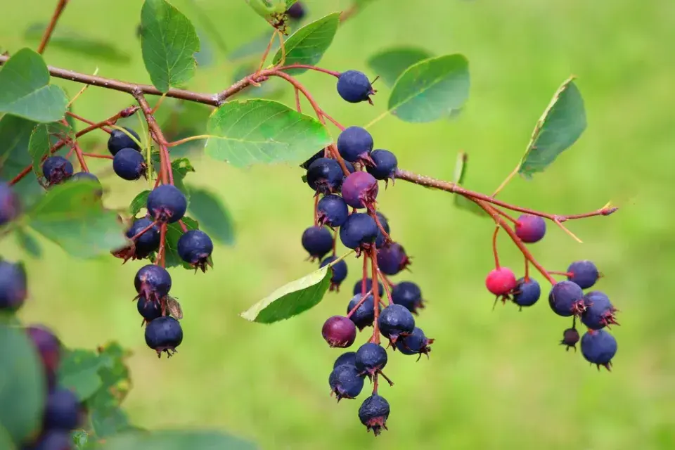 Muchovník (Amelanchier)