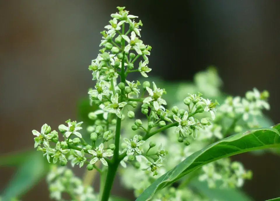 Pajasan žláznatý (Ailanthus altissima)