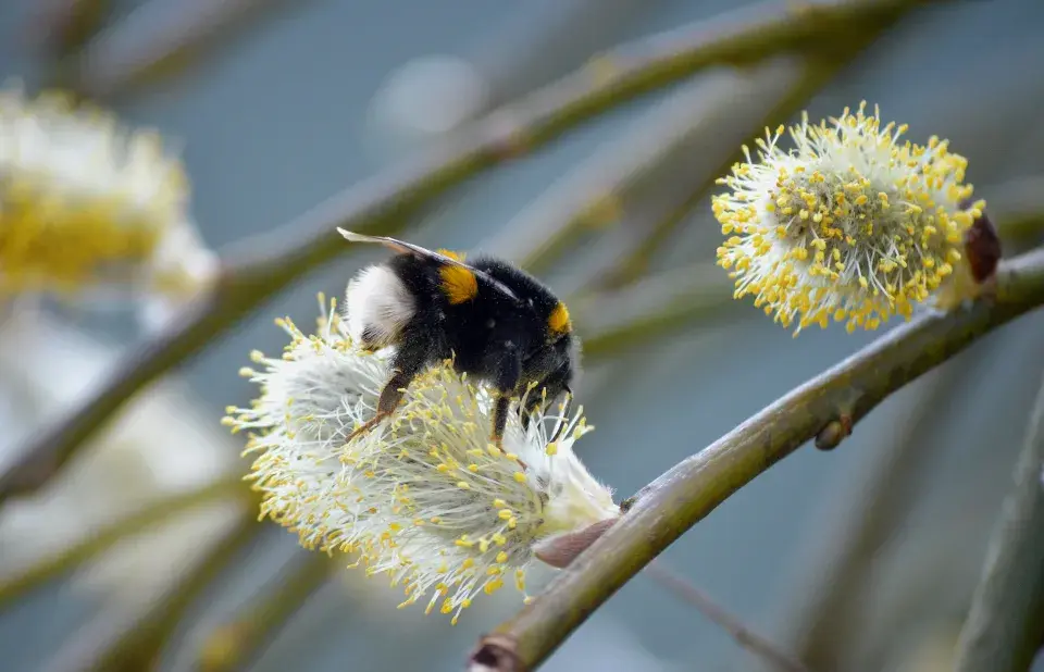 Vrby představují pro užitečný hmyz první jarní potravu