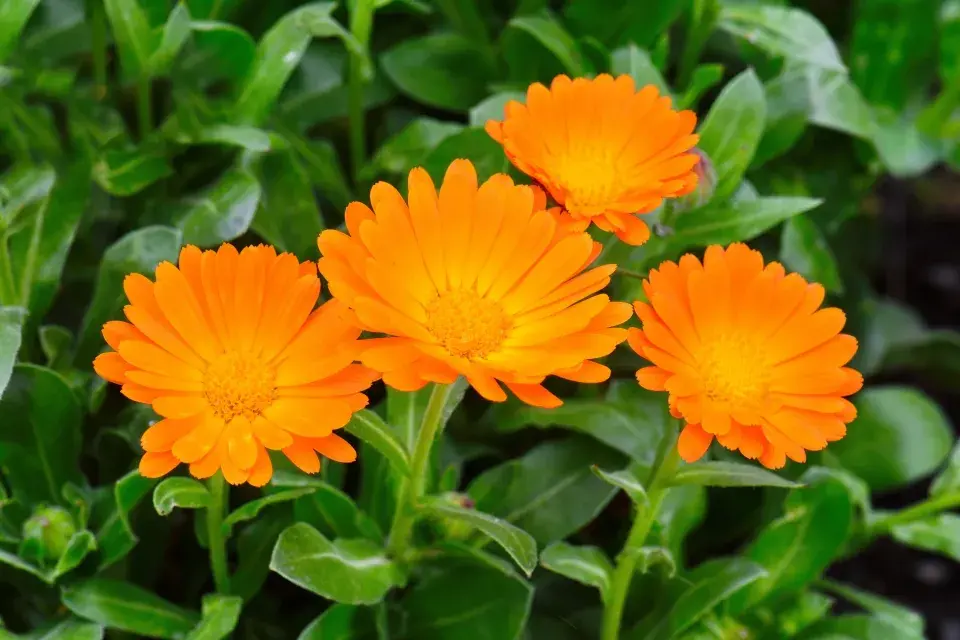 Měsíček lékařský (Calendula officinalis)