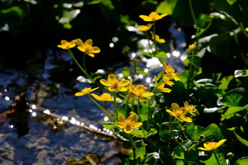 Blatouch bahenní (Caltha palustris)