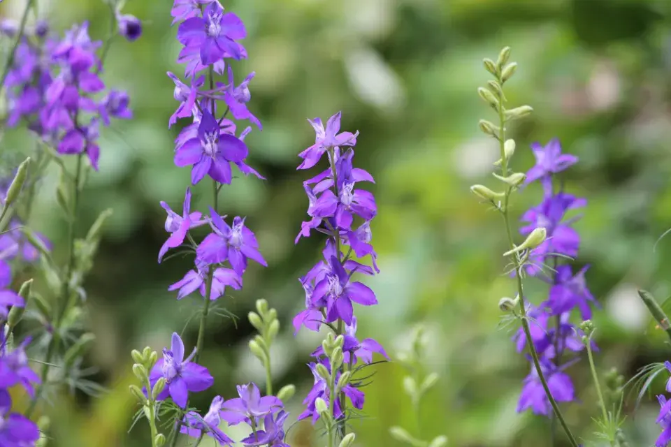 Ostrožka východní (Consolida orientalis)