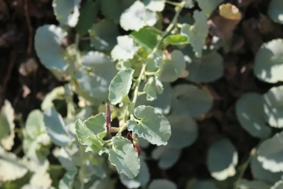 Dichondra, stříbrný déšť (Dichondra)