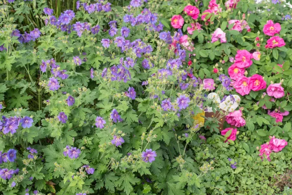 Kakost luční (Geranium pratense)