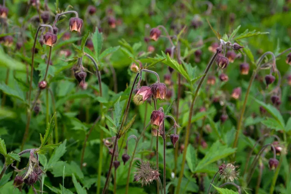 Kuklík potoční (Geum rivale)