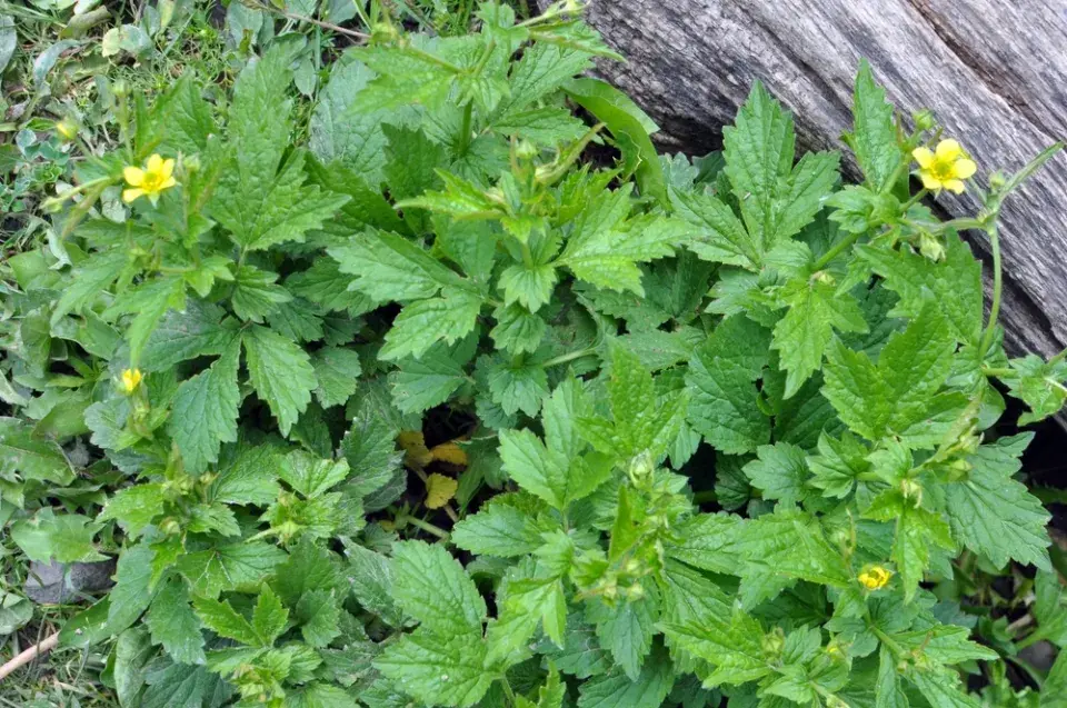 Kuklík městský (Geum urbanum)
