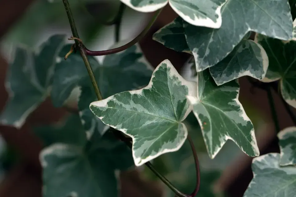 Břečťan (Hedera helix)