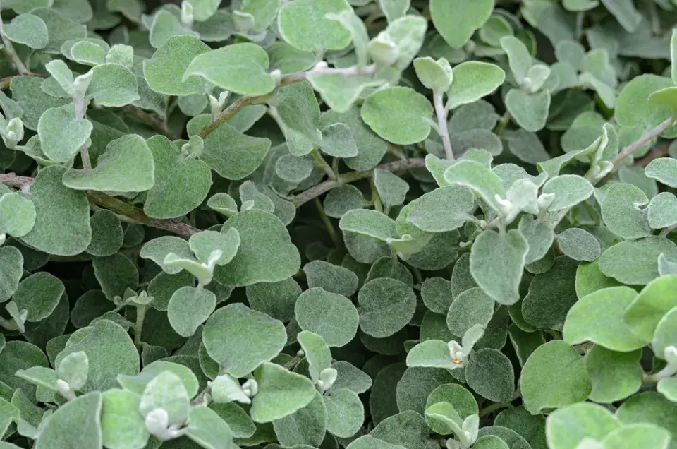 Smil řapíkatý (Helichrysum petiolare)