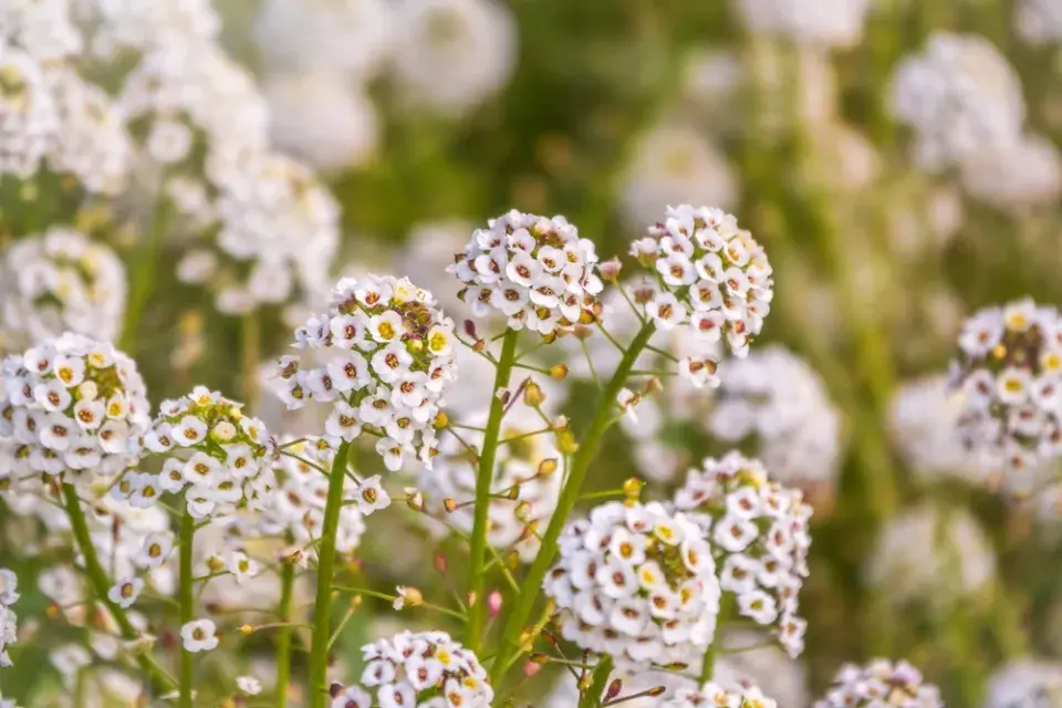 Tařicovka (Lobularia)