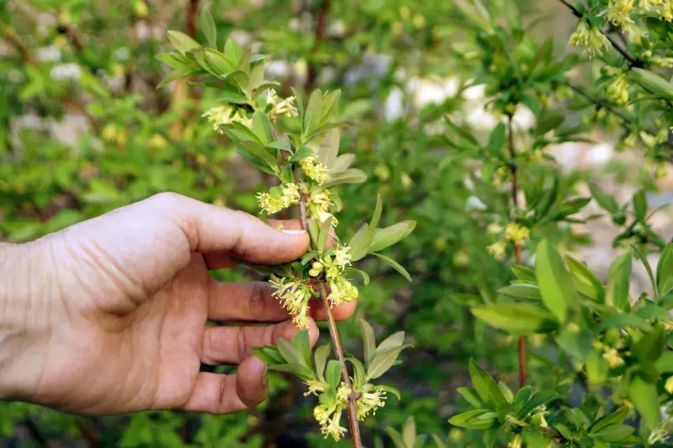 Josta (Ribes nidigrolaria)