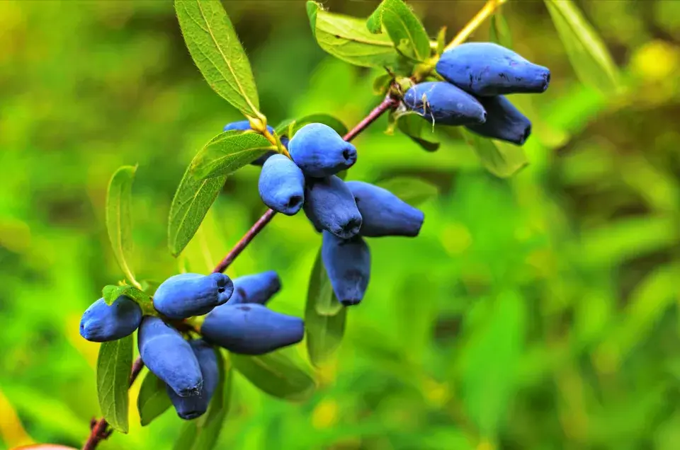 Zimolez kamčatský (Lonicera caerulea var. kamtschatica)