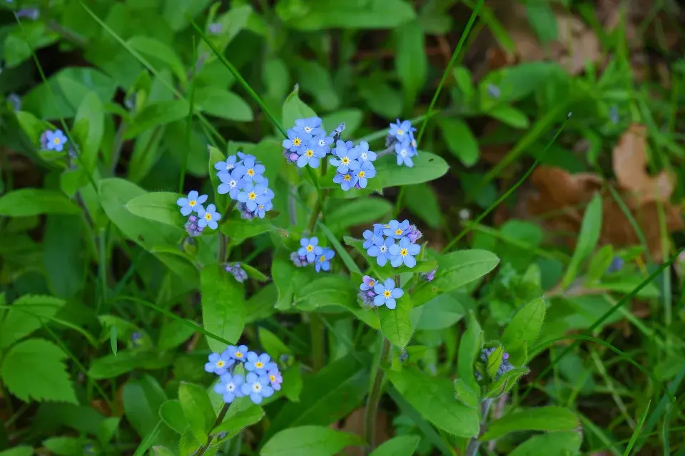 Pomněnka (Myosotis)