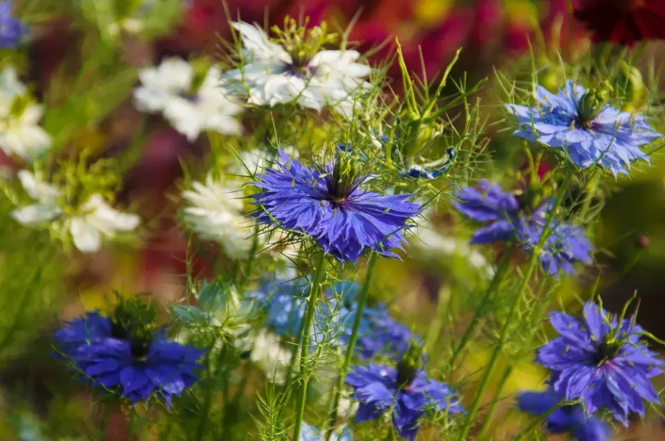 Černucha damašská (Nigella damascena)