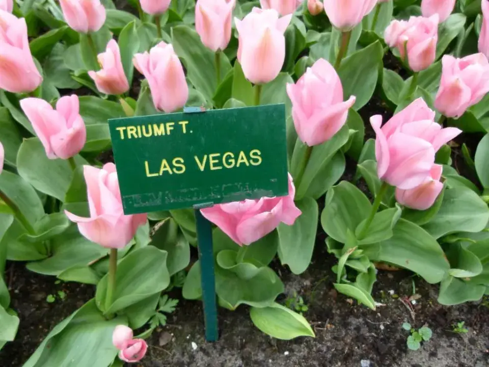 Tulipán Las Vegas