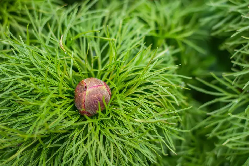 Pivoňka koprolistá (Paeonia tenuifolia)