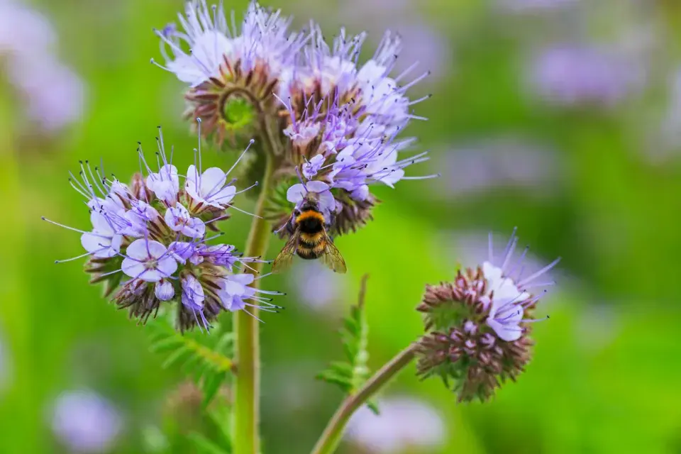 Svazenka vrásčitolistá (Phacelia tanacetifolia)